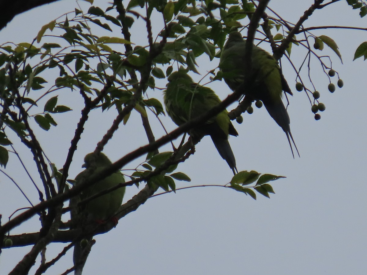Pin-tailed Green-Pigeon - ML643478317