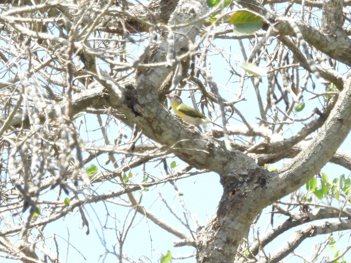 Rostbrauenvireo - ML643478331
