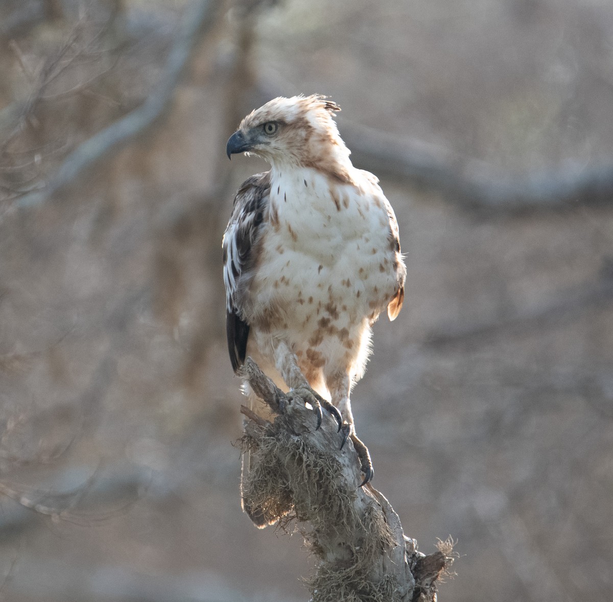 Changeable Hawk-Eagle - ML643478335