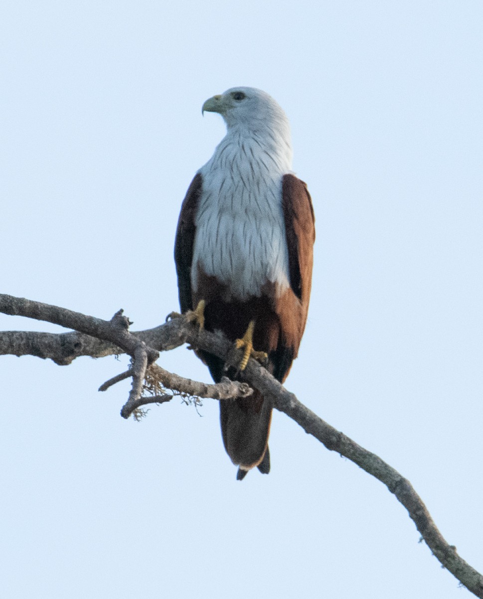Brahminy Kite - ML643478337