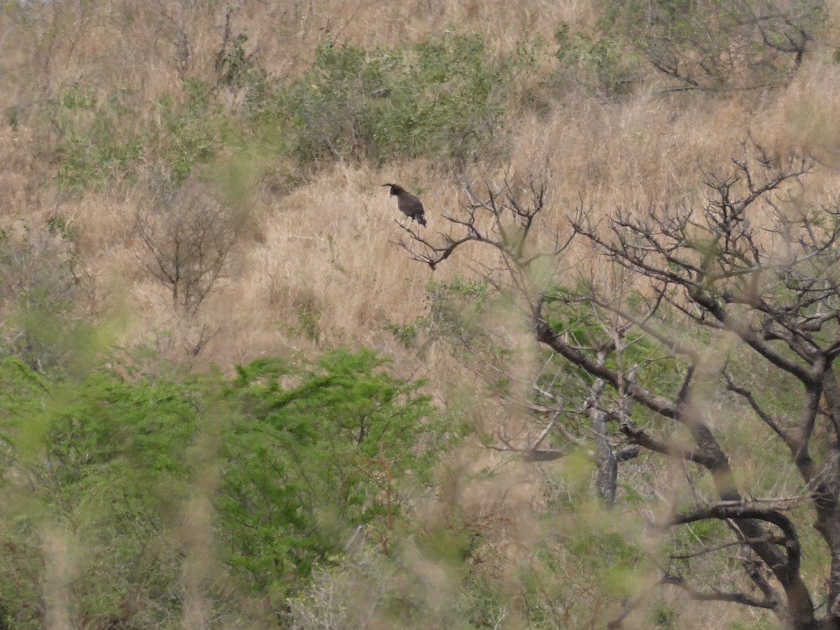 Long-crested Eagle - ML643478361