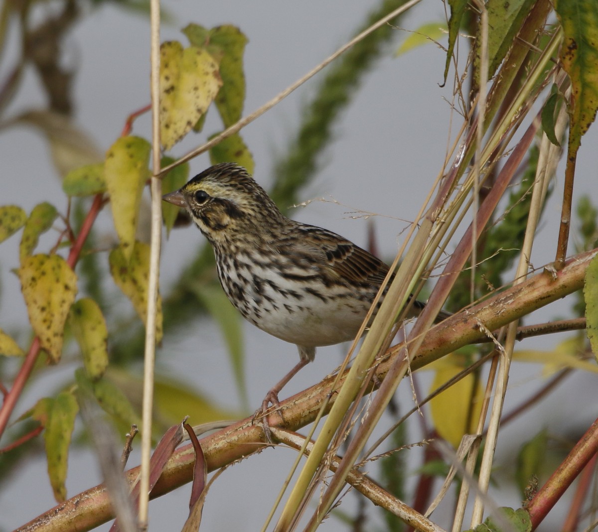 Savannah Sparrow - ML643478367