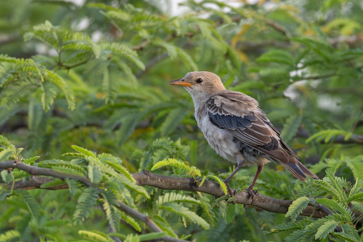 Rosy Starling - ML643478368