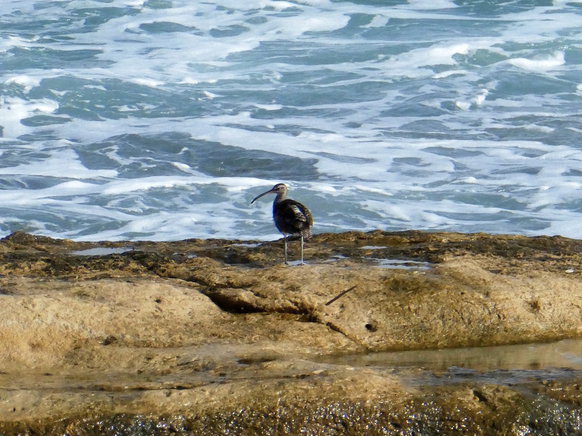 koliha malá - ML643478378