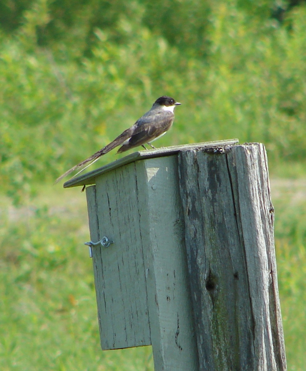 Fork-tailed Flycatcher - ML643478395