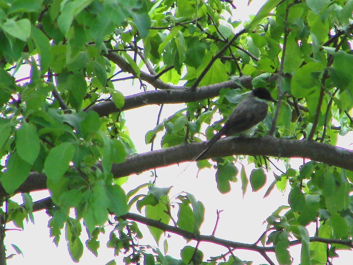 Fork-tailed Flycatcher - ML643478397