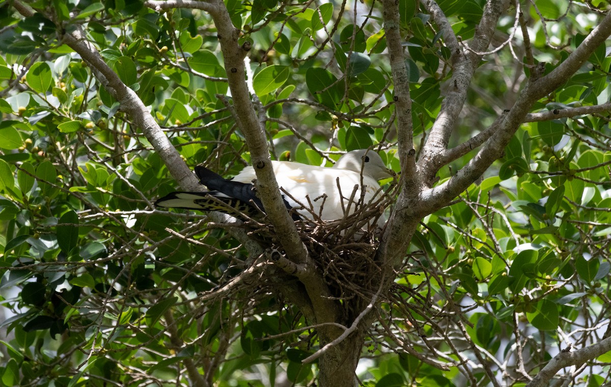 Torresian Imperial-Pigeon - ML643478410