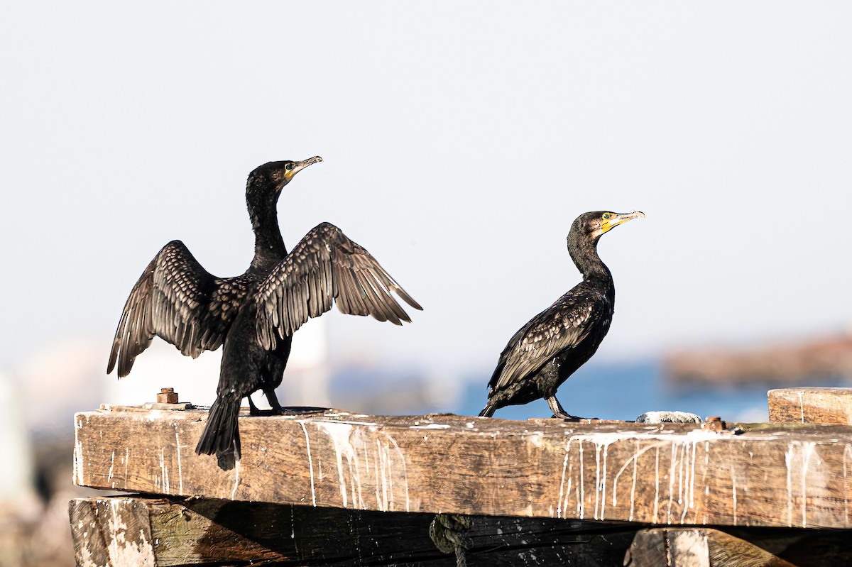 Great Cormorant - ML643478414