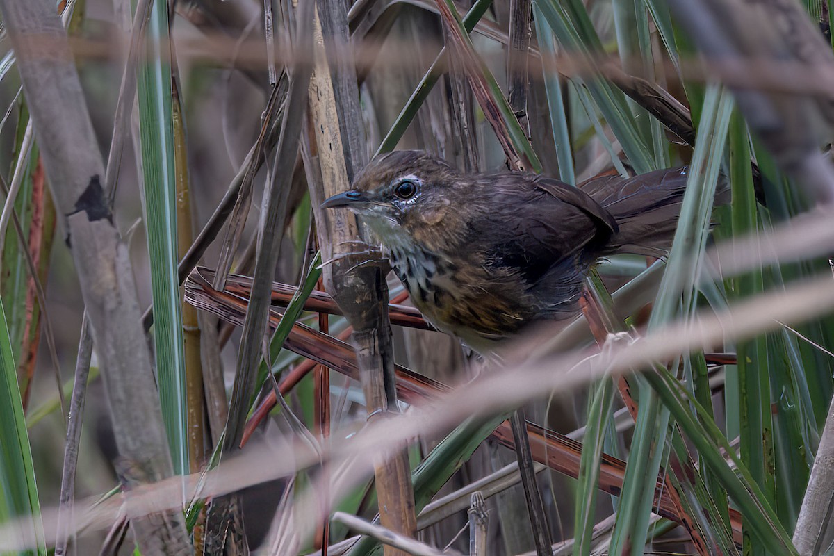 Marsh Babbler - ML643478416