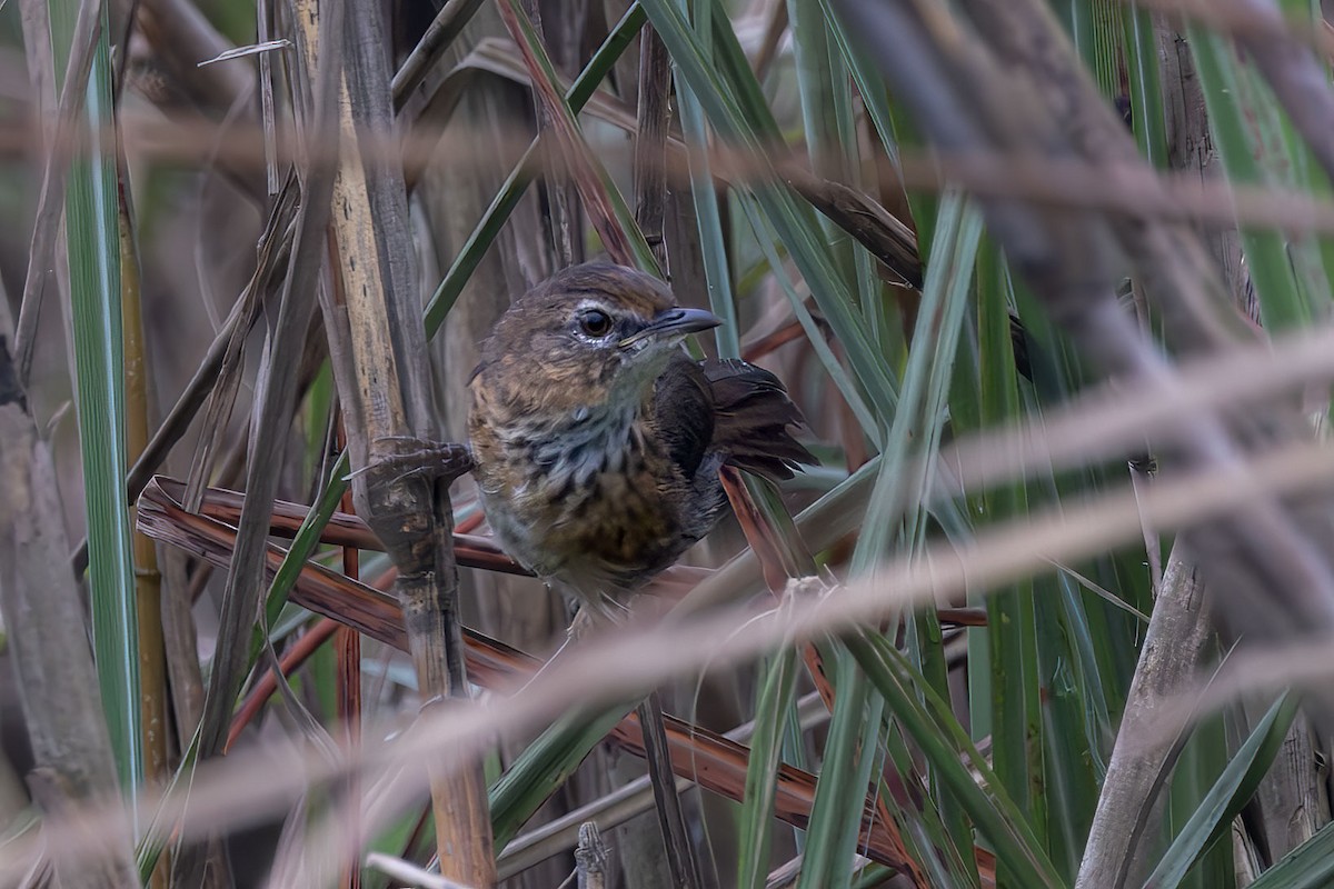 Marsh Babbler - ML643478417