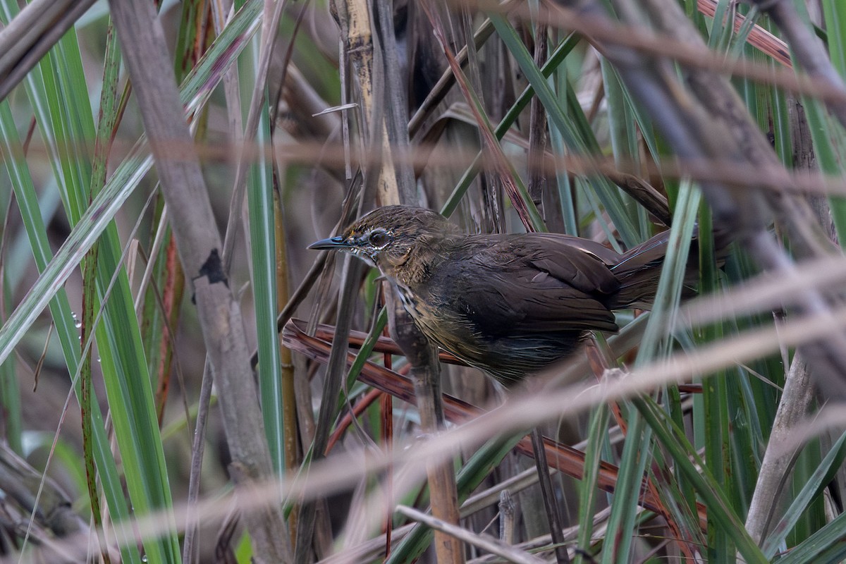 Marsh Babbler - ML643478418