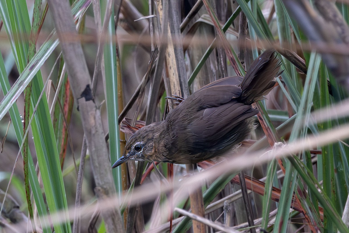 Marsh Babbler - ML643478419