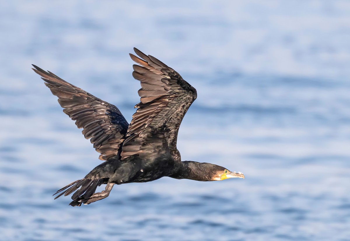 Great Cormorant - ML643478421
