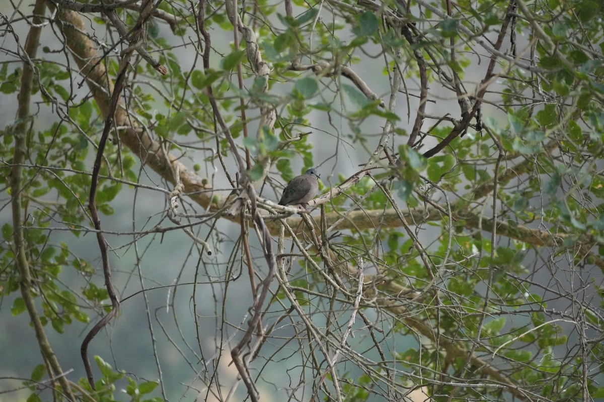 Emerald-spotted Wood-Dove - ML643478422