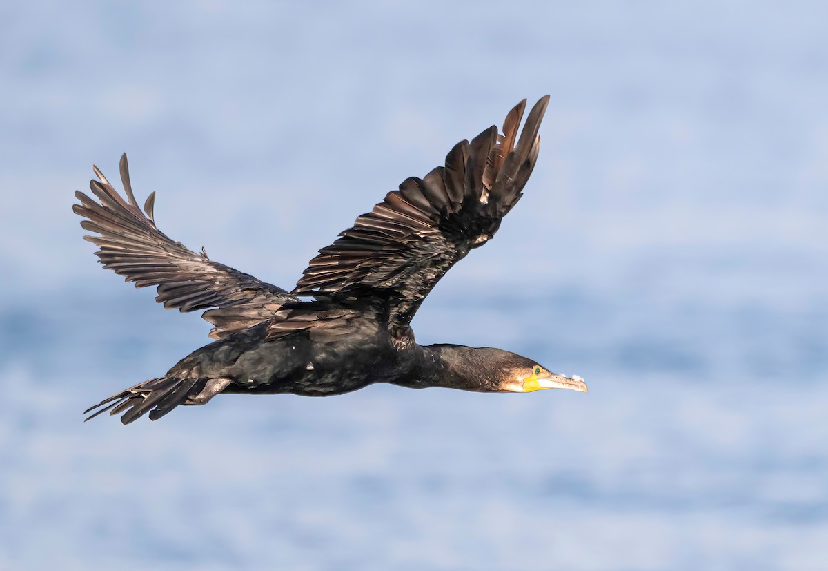 Great Cormorant - ML643478424