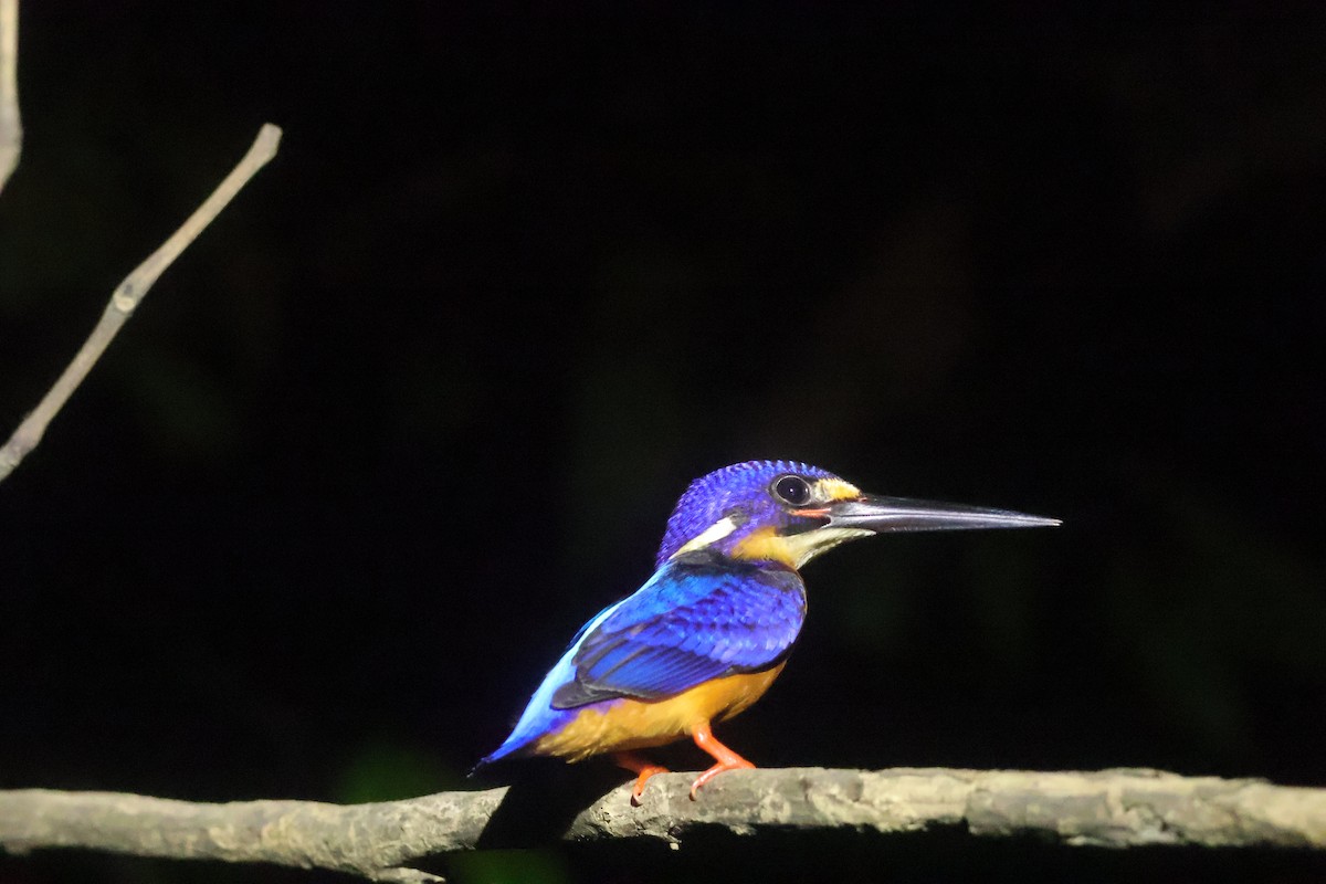 Blue-eared Kingfisher - ML643478425