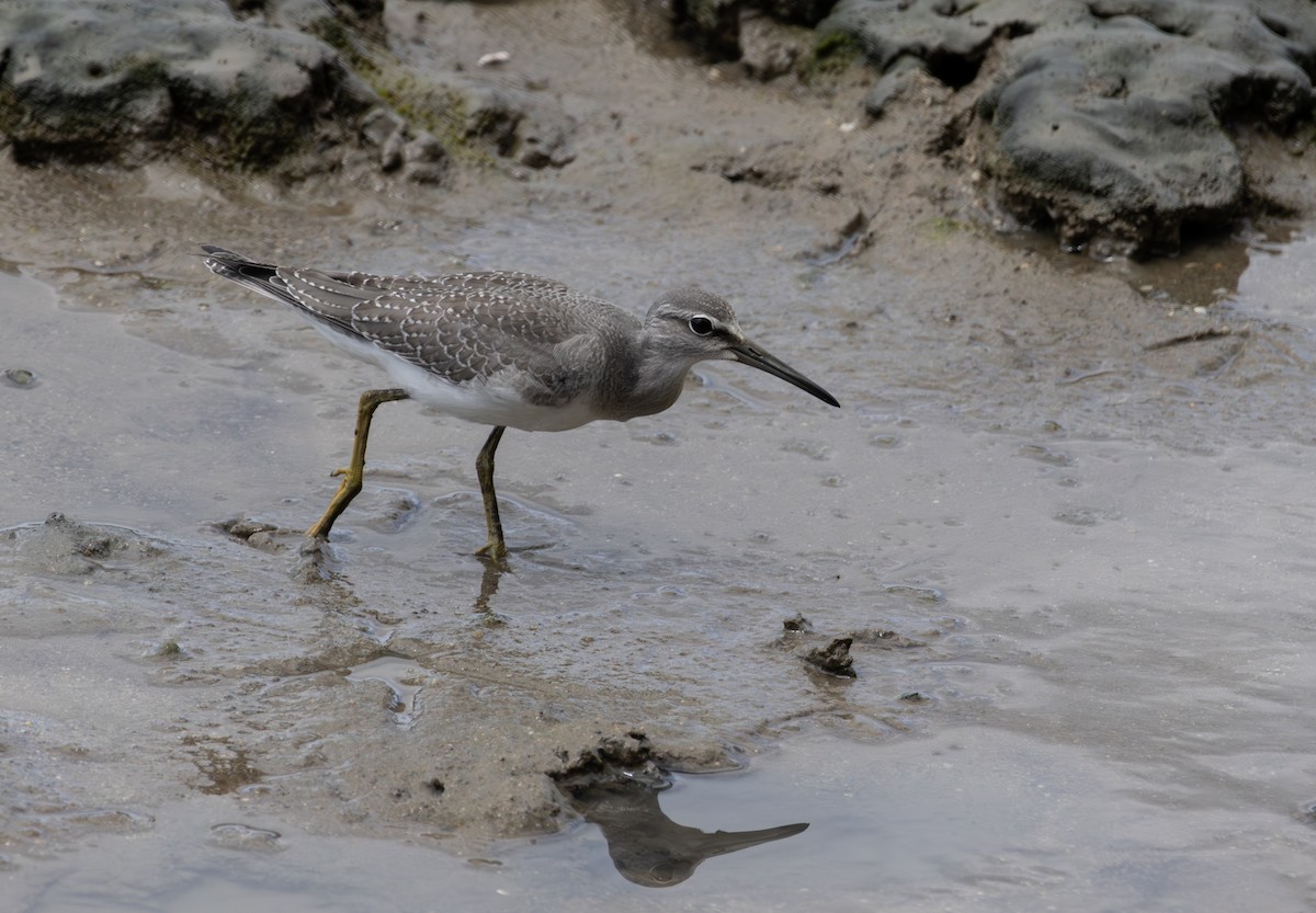 Gray-tailed Tattler - ML643478444