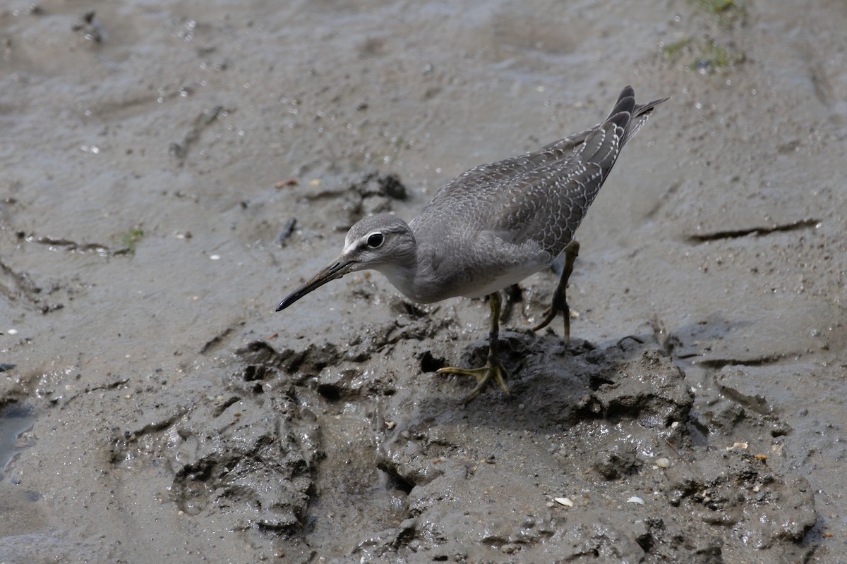 Gray-tailed Tattler - ML643478445