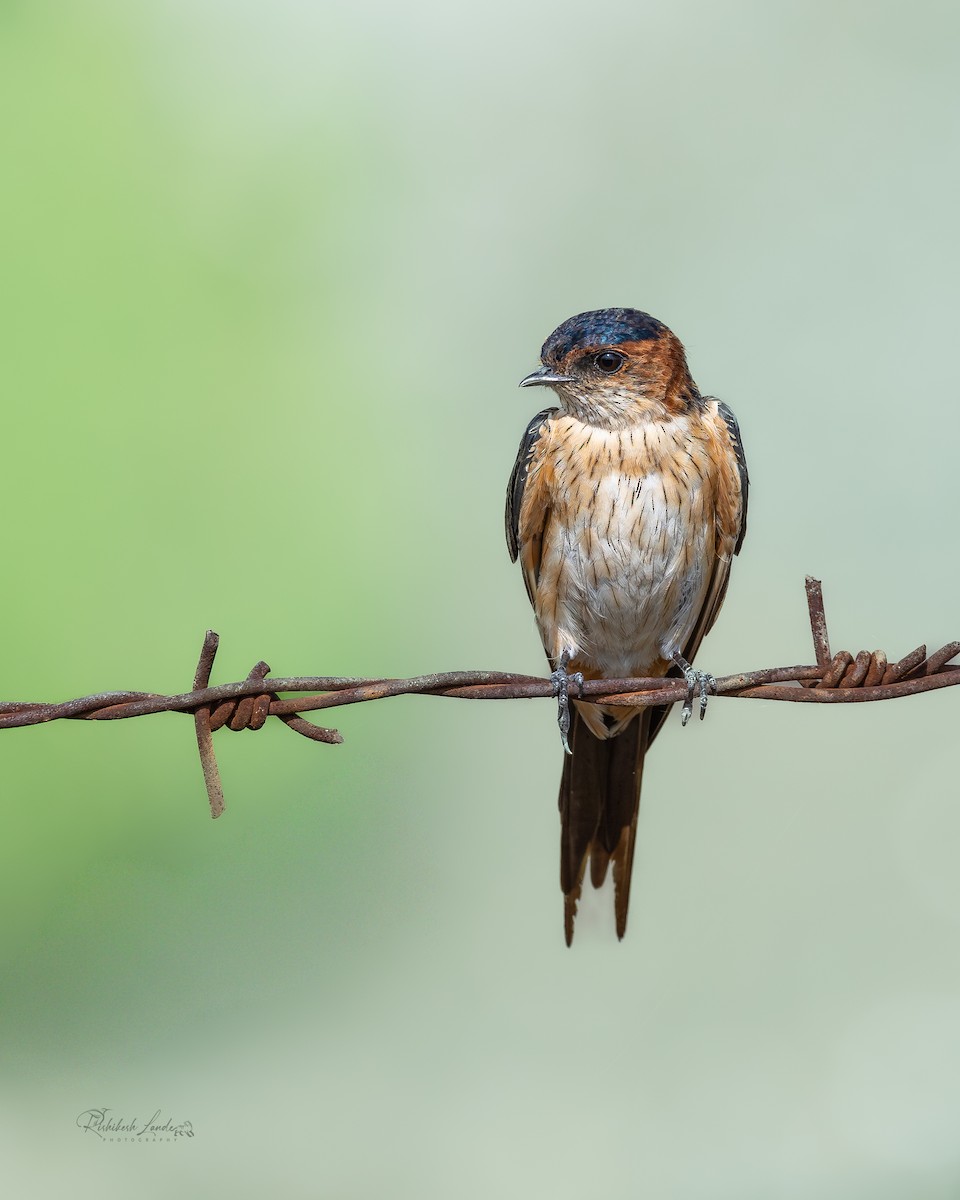 Eastern Red-rumped Swallow - ML643478449