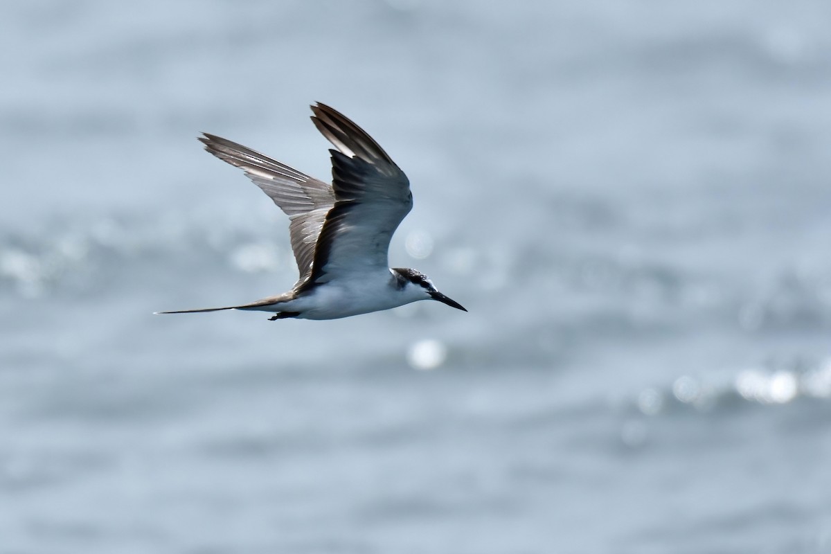 Bridled Tern - ML643478455