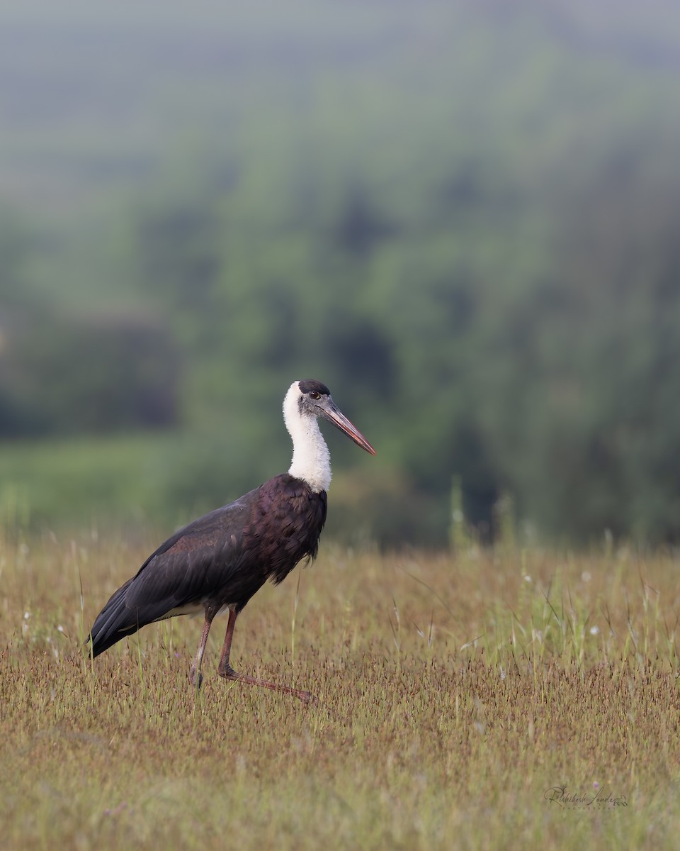 Asian Woolly-necked Stork - ML643478457