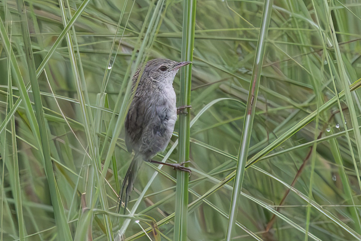 Swamp Grass Babbler - ML643478458