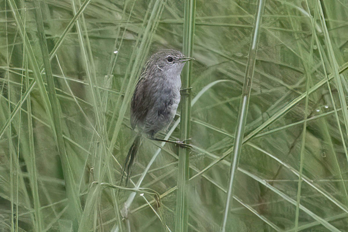 Swamp Grass Babbler - ML643478459