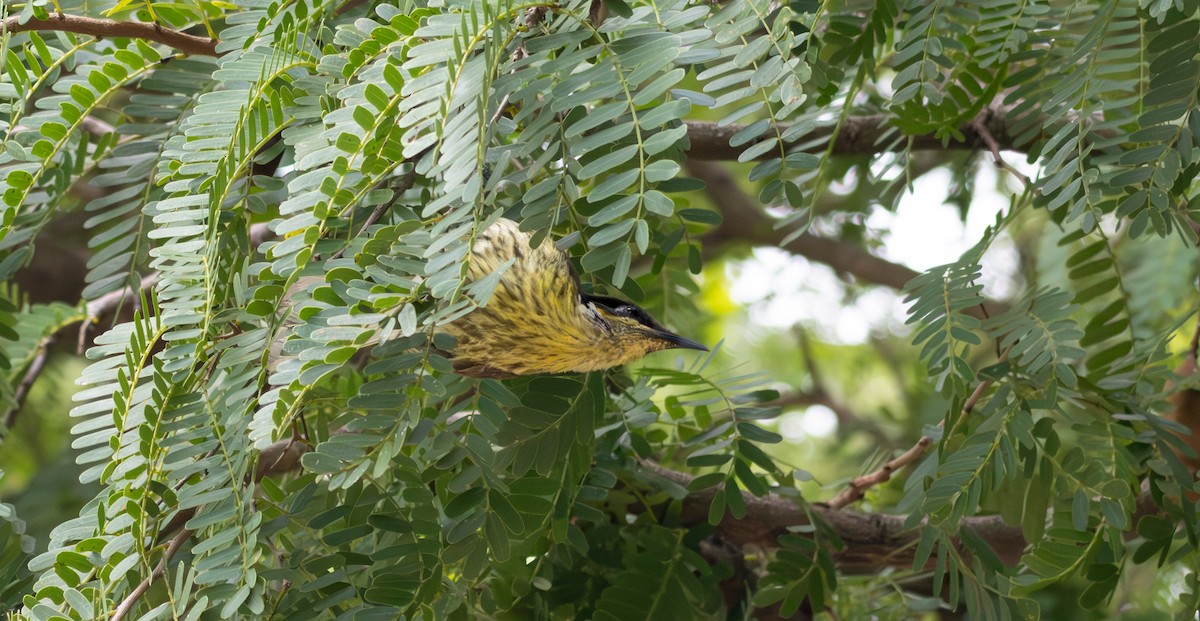 Varied Honeyeater - ML643478463