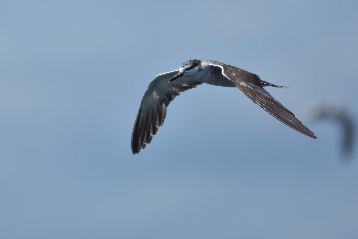 Bridled Tern - ML643478468