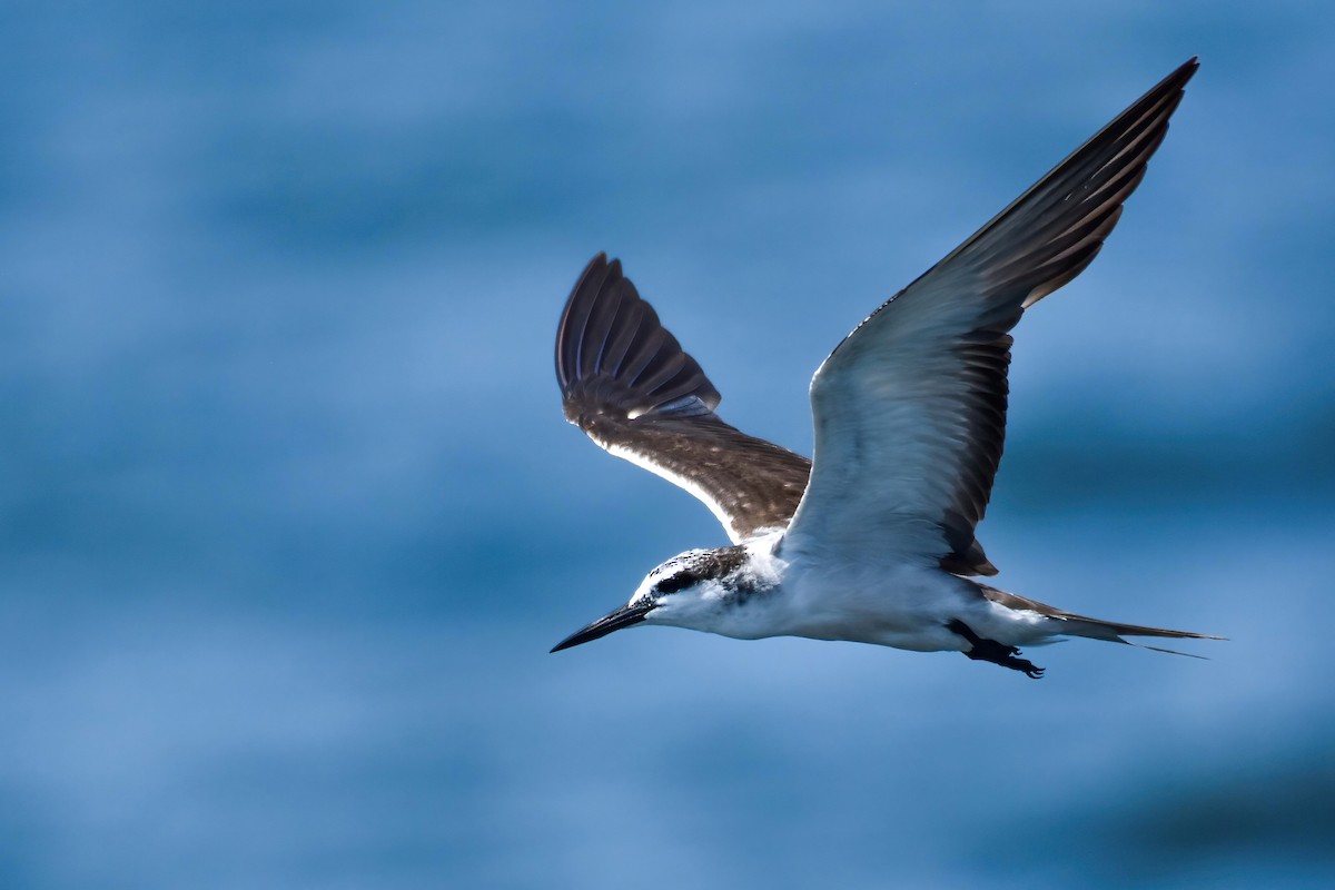 Bridled Tern - ML643478472
