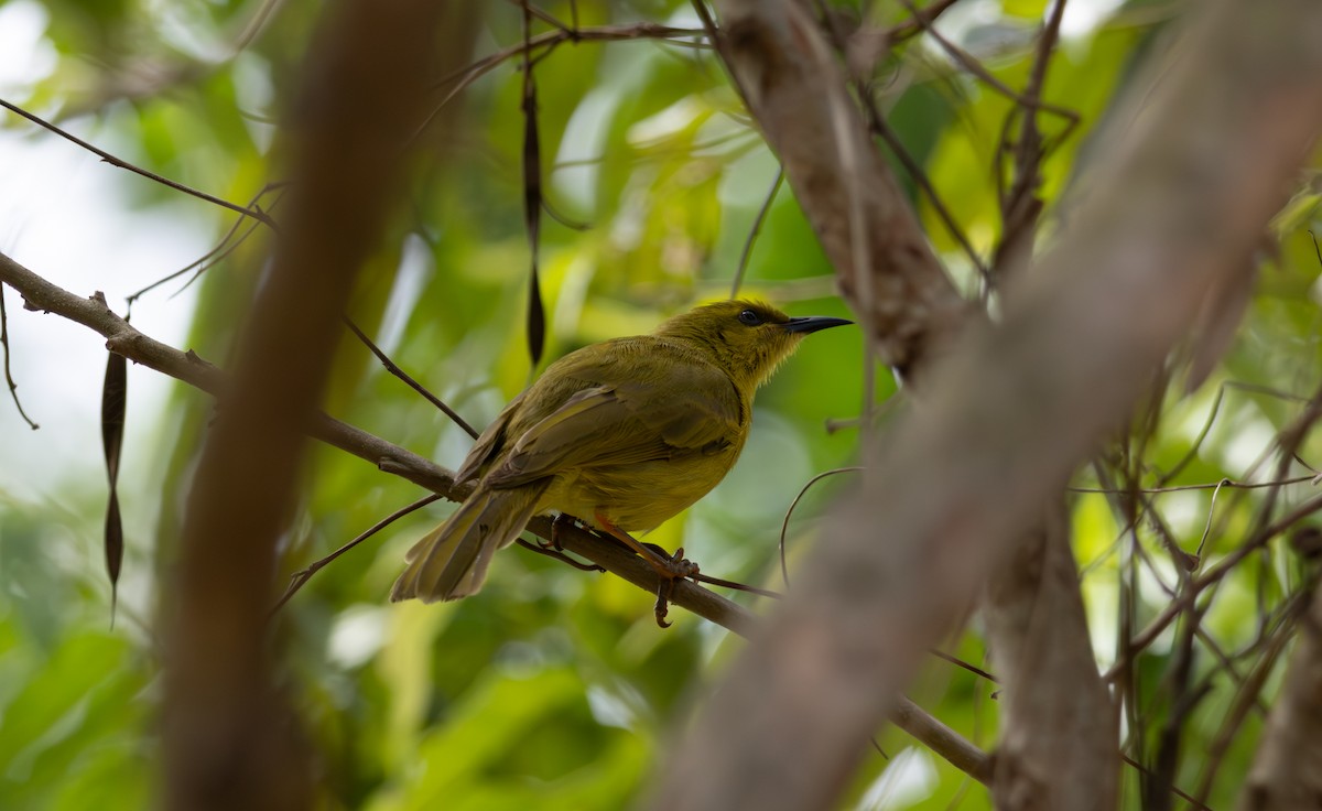 Yellow Honeyeater - ML643478479