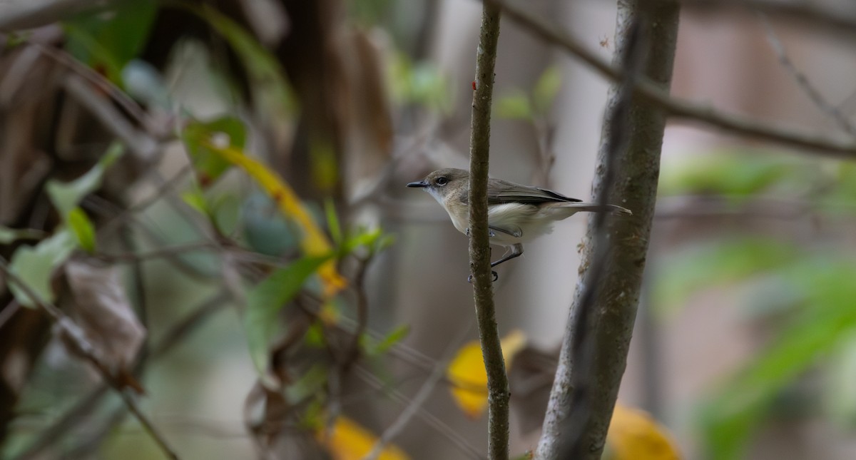 Large-billed Gerygone - ML643478483