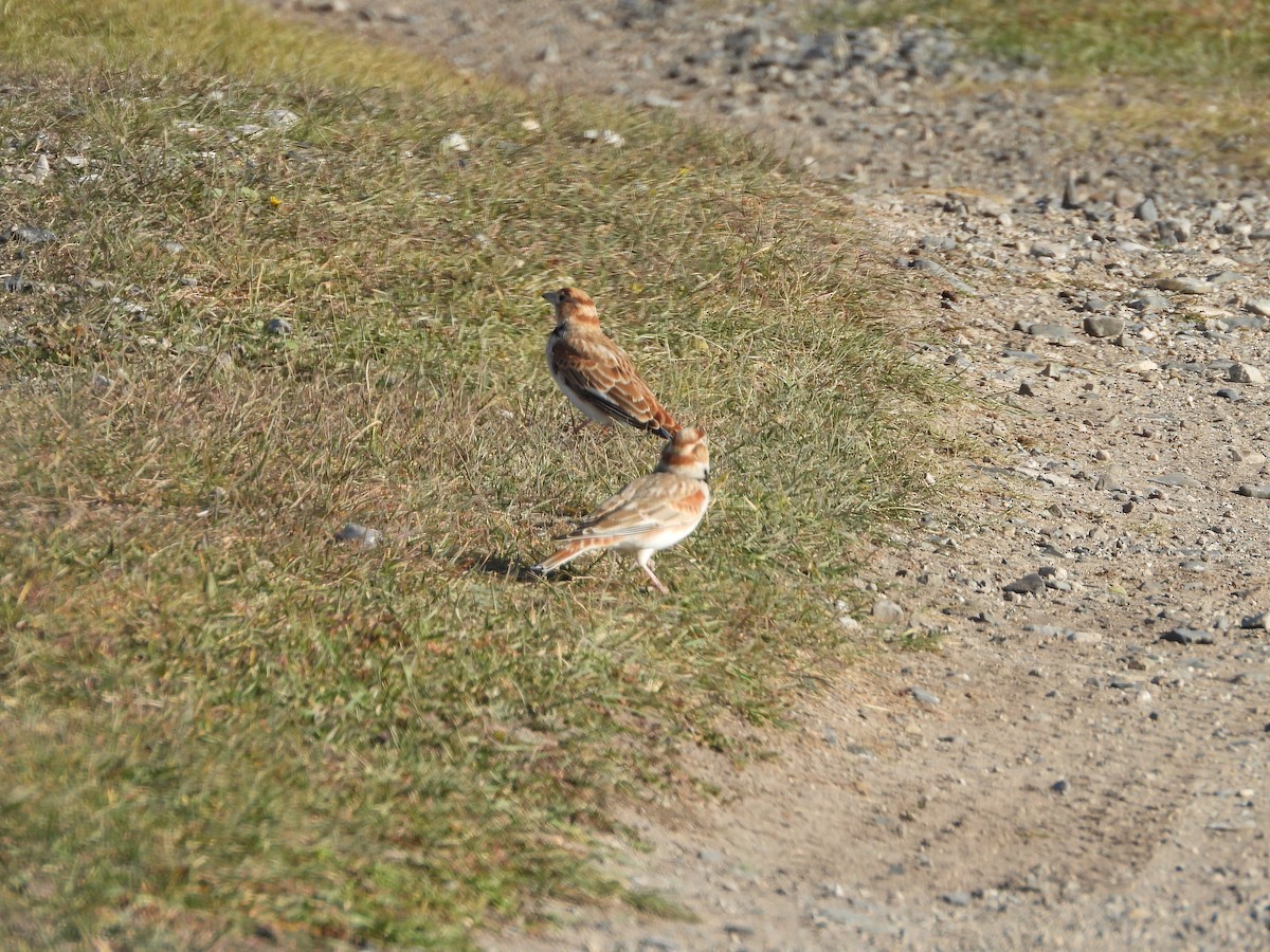 mongollerke - ML643478493