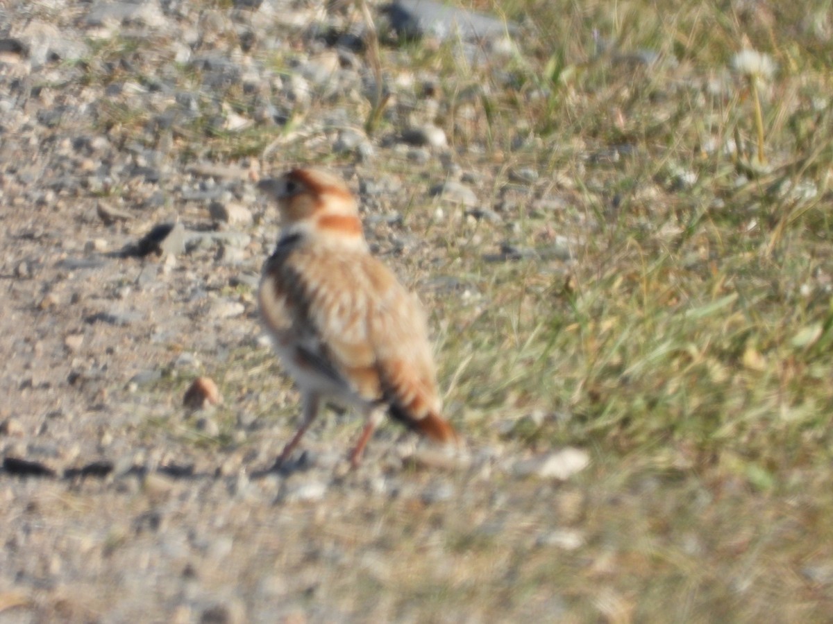 mongollerke - ML643478494