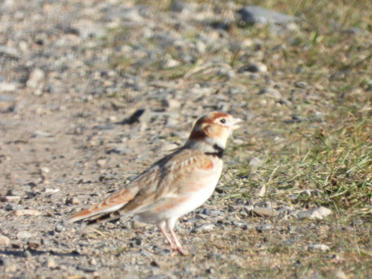 mongollerke - ML643478495