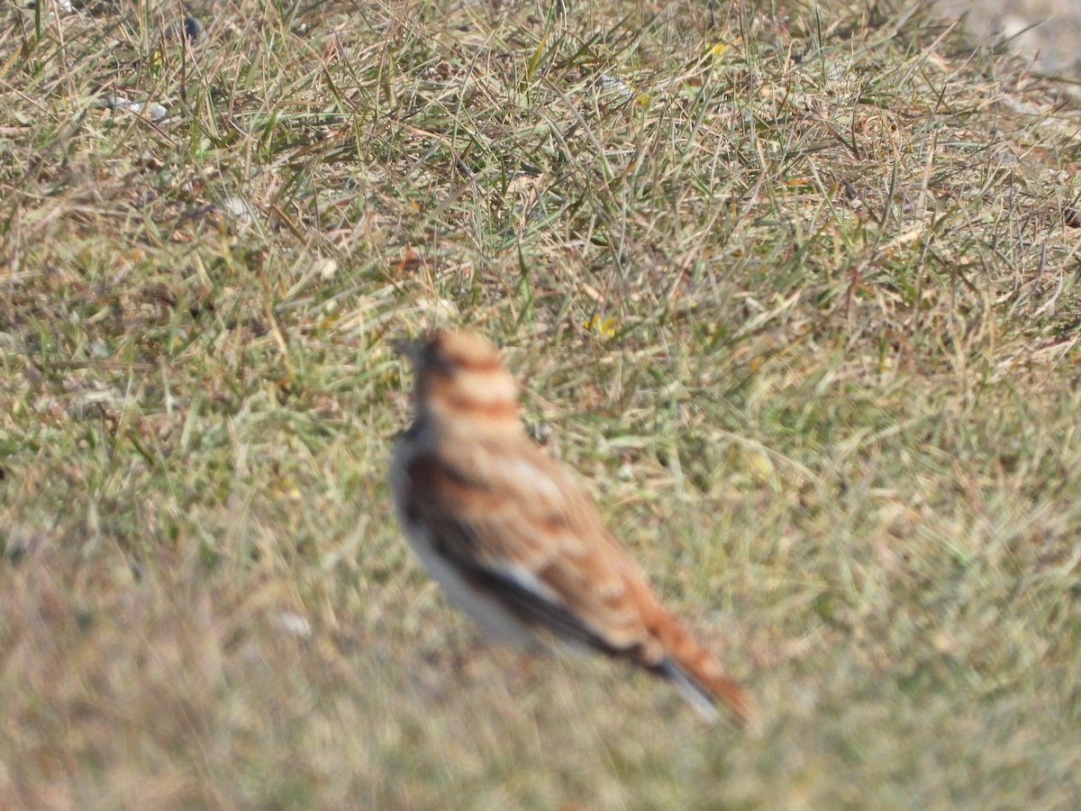 mongollerke - ML643478496