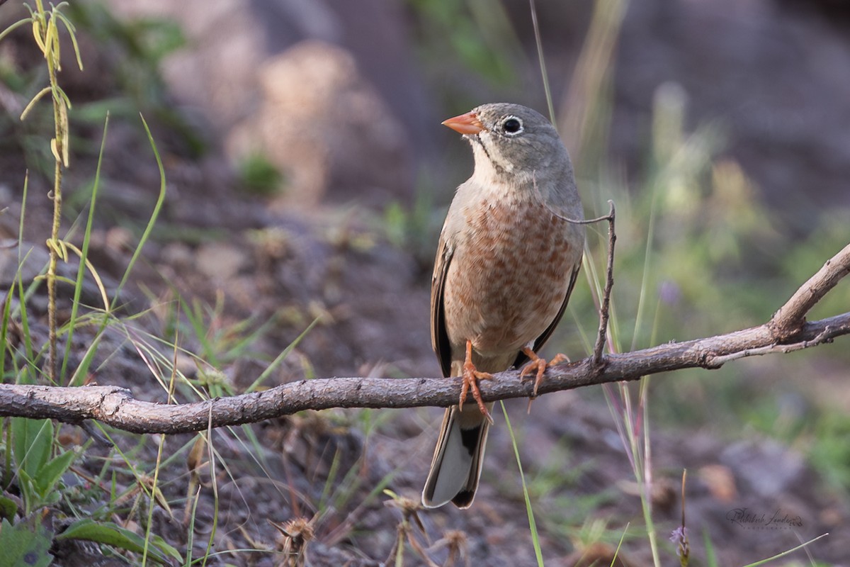 Gray-necked Bunting - ML643478502