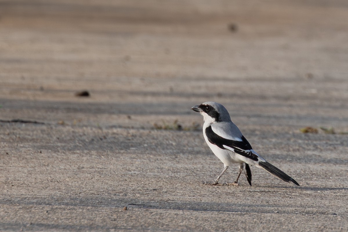 Great Gray Shrike - ML643478514