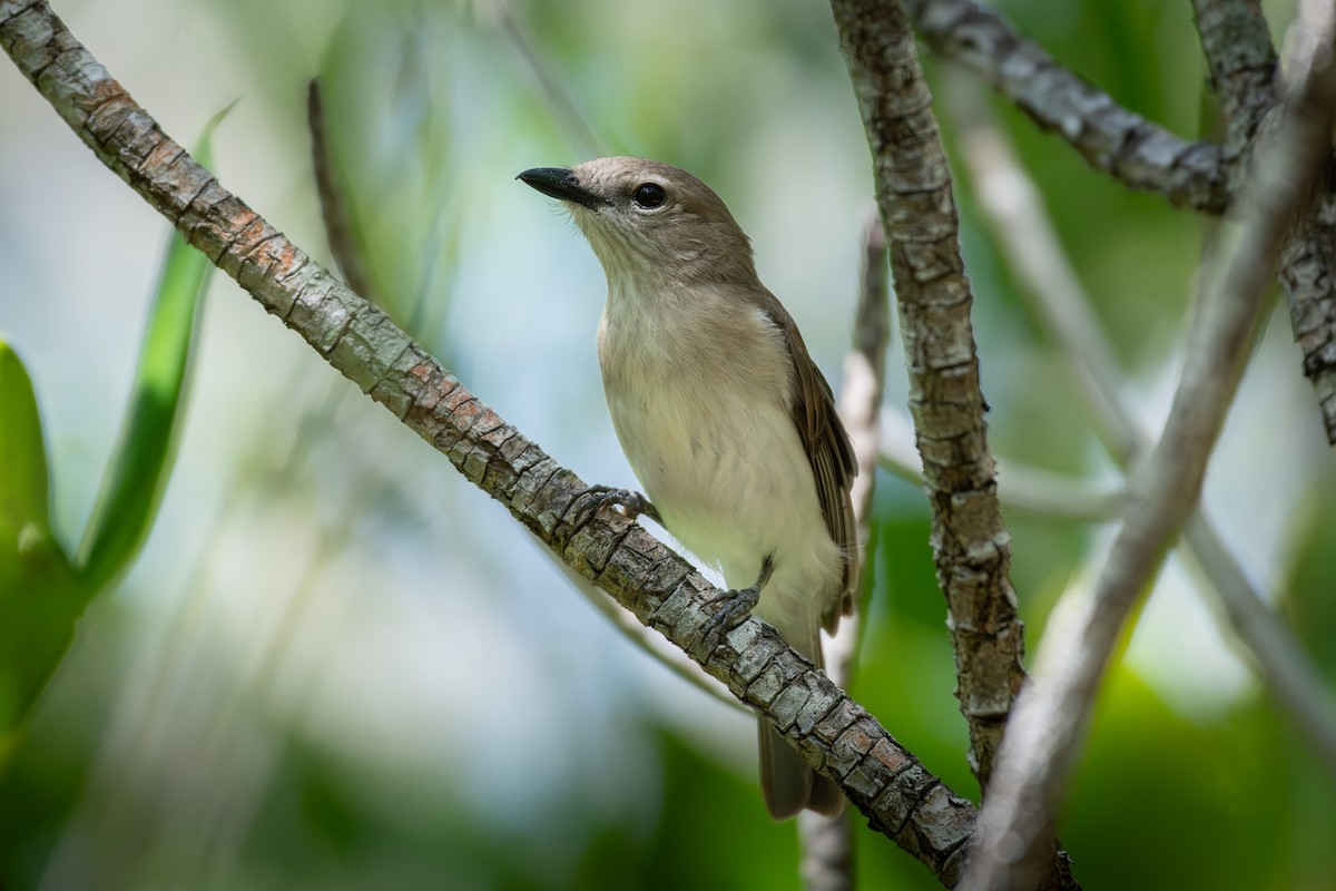 Gray Whistler - ML643478516