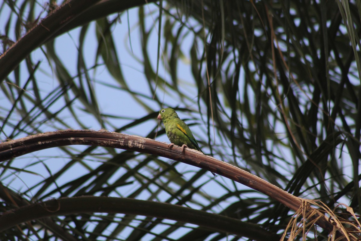 Yellow-chevroned Parakeet - ML643478522
