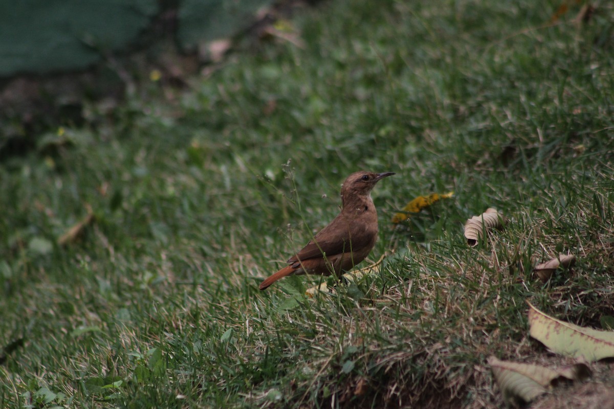 Rufous Hornero - ML643478529