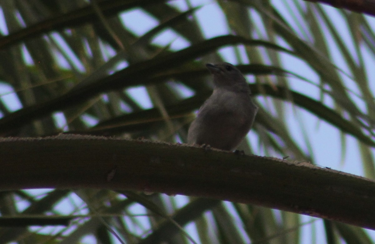 Sayaca Tanager - ML643478533