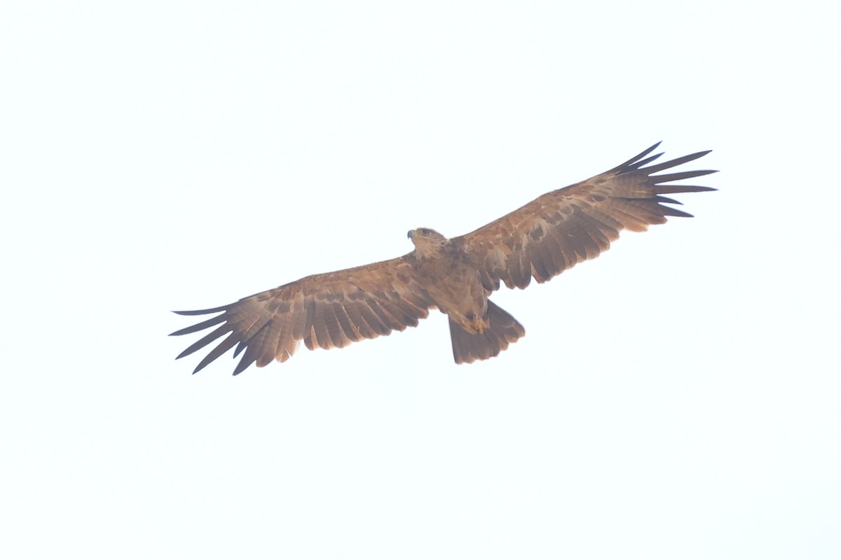 עיט סוואנות - ML643478538