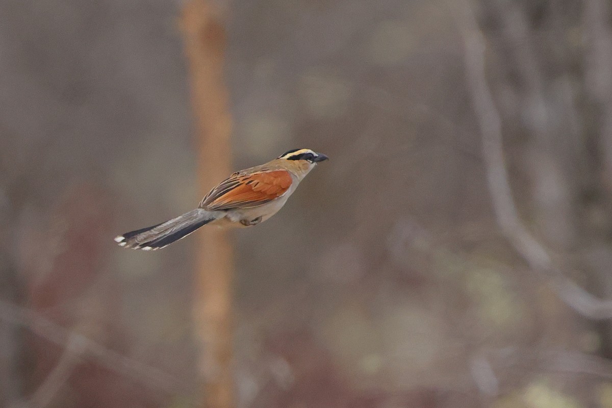 Black-crowned Tchagra - ML643478547