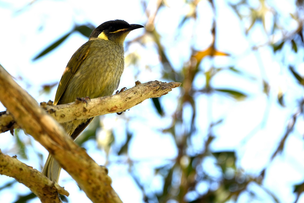 Lewin's Honeyeater - ML643478549