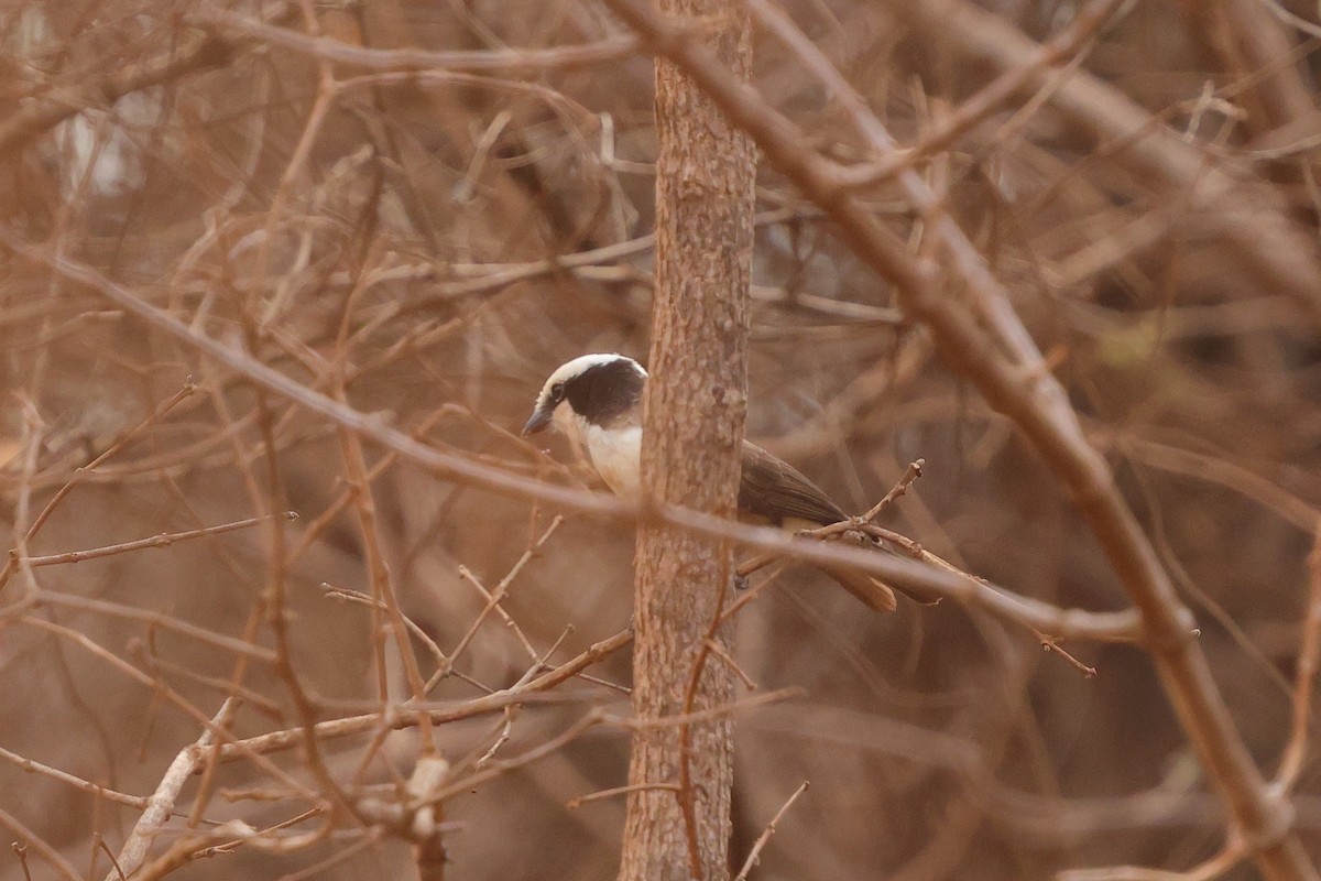 White-rumped Shrike - ML643478554