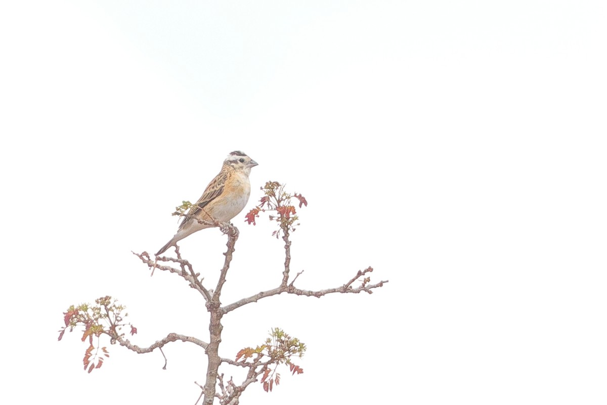 Eastern Paradise-Whydah - ML643478563