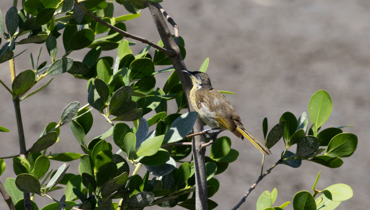 Varied Honeyeater - ML643478686