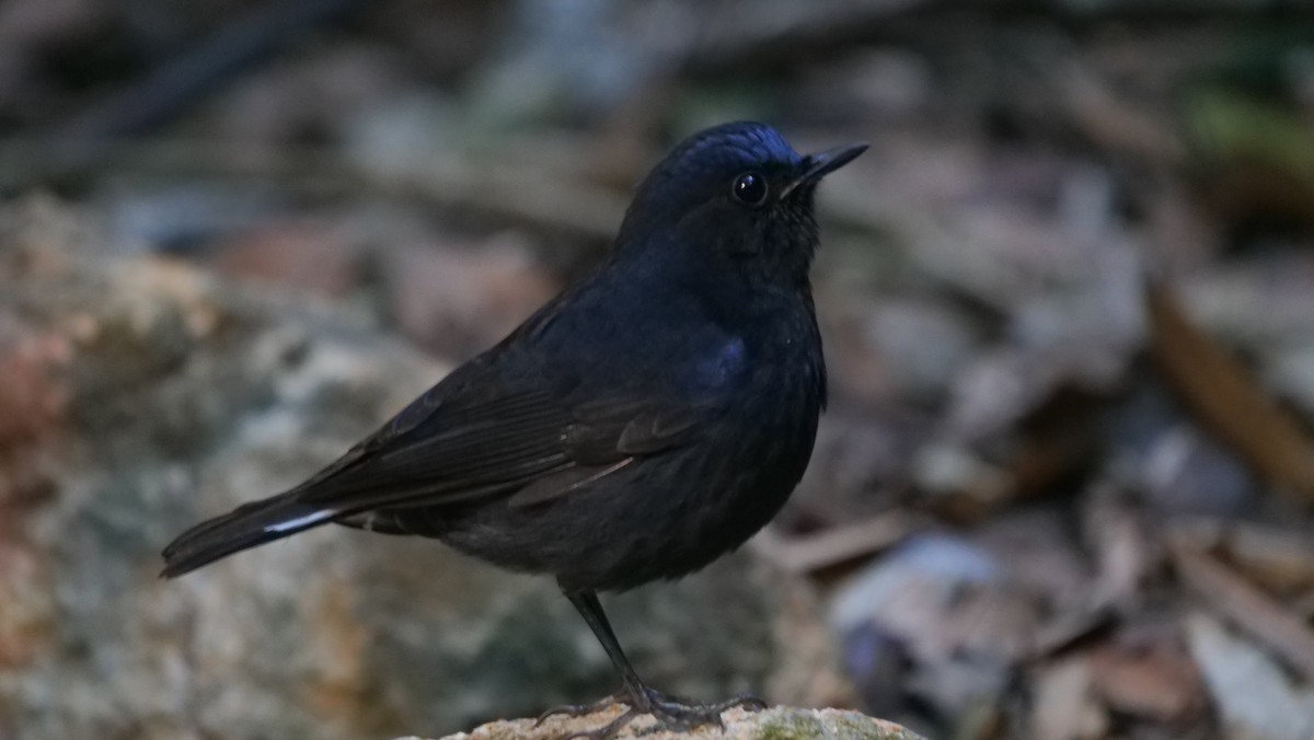 White-tailed Robin - ML643478687