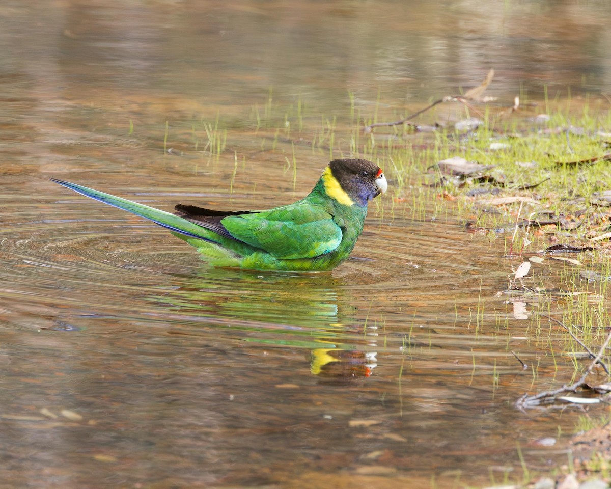 Australian Ringneck - ML643478694